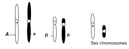 <strong>A eukaryotic diploid cell from an organism with the ZZ-ZW sex determination system has two pairs of autosomes and a pair of sex chromosomes, Z and W, shown here. From what type of individual is this cell?</strong> A) male B) female C) hermaphrodite D) monoecious E) intersex