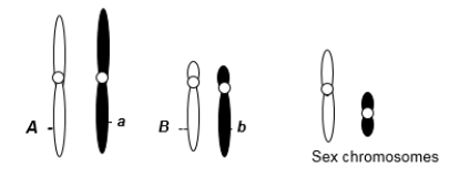 <strong>A eukaryotic diploid cell from an organism with the ZZ-ZW sex determination system has two pairs of autosomes and a pair of sex chromosomes, Z and W, shown here. A diploid cell from this individual begins to go through meiosis. After the completion of meiosis I, it becomes two cells. One of these two cells now undergoes meiosis II. Which of the following is a possible normal combination of chromosomes in one of the subsequent two cells after the completion of meiosis II?</strong> A) one chromosome with the A allele, one with the B allele, one Z, one W B) one chromosome with the A allele, one with the a allele, one with the B allele, one with the b allele, one Z, one W C) a pair of chromosomes with A alleles, a pair of chromosomes with B alleles, a pair of Z chromosomes D) one chromosome with an a allele, one chromosome with a B allele, one W E) one chromosome with the B allele, one with the b allele, one Z