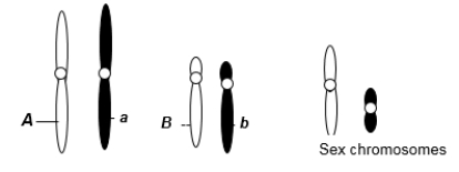 <strong>A eukaryotic diploid cell from an organism with the ZZ-ZW sex determination system has two pairs of autosomes and a pair of sex chromosomes, Z and W, shown here. What is the probability of a gamete from this individual that has the following genotype: alleles A and b, chromosome Z?</strong> A) 1/2 B) 1/4 C) 1/6 D) 1/8 E) 1/16