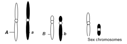 <strong>A eukaryotic diploid cell from an organism with the ZZ-ZW sex determination system has two pairs of autosomes and a pair of sex chromosomes, Z and W, shown here. Assume A and B are dominant alleles. If this individual were crossed to an individual of genotype Aa Bb, what is the probability of an offspring being a female with an A__B__ genotype?</strong> A) 1/8 B) 1/16 C) 9/16 D) 9/32 E) 3/32