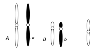 <strong>A eukaryotic diploid cell from an organism with the XX-XO sex determination system has two pairs of autosomes and one X chromosome, shown here. From what type of individual is this cell?</strong> A) male B) female C) hermaphrodite D) monoecious E) intersex