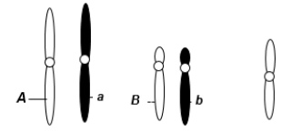 <strong>A eukaryotic diploid cell from an organism with the XX-XO sex determination system has two pairs of autosomes and one X chromosome, shown here. A diploid cell from this individual begins to go through meiosis. After the completion of meiosis I, it becomes two cells. One of these two cells now undergoes meiosis II. Which of the following is a possible normal combination of chromosomes in one of the subsequent two cells after the completion of meiosis II?</strong> A) one chromosome with the A allele, one chromosome with the B allele, and two X chromosomes B) one chromosome with the A allele, one chromosome with the a allele, one with B allele, one with b allele, and two X chromosomes C) one chromosome with the A allele, one chromosome with the a allele D) one chromosome with the b allele, one chromosome with the B allele, one X chromosome E) one chromosome with the a allele, one chromosome with the B allele, and two X chromosomes
