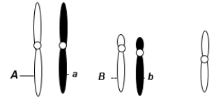 <strong>A eukaryotic diploid cell from an organism with the XX-XO sex determination system has two pairs of autosomes and one X chromosome, shown here. What is the probability of a gamete from this individual that has the following genotype: alleles A and b, chromosome X?</strong> A) 1/2 B) 1/4 C) 1/6 D) 1/8 E) 1/16