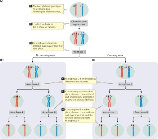 <strong>What important genetics concept is being shown in the diagram? </strong> A) Mendel's principle of independent assortment B) Mendel's principle of segregation C) The molecular nature of alleles D) The chi-square goodness-of-fit test E) The results of a dihybrid cross
