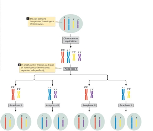 <strong>The figure shows that independent assortment results from the segregation of chromosomes at anaphase I of meiosis. Assuming four functional products of meiosis and no crossing over, what is the minimum number of meiotic events (an event consisting of the two meiotic divisions) to produce the RY, Ry, rY, and ry gametes? </strong> A) one B) two C) three D) four E) A correct answer can't be determined.