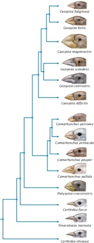 In Darwin's finches (Figure 26.6, below), which genera have the LATEST common ancestor in common?
