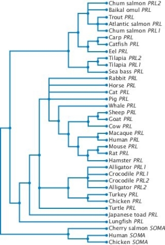 Based on the gene tree in Figure 26.11 (below), which of the following pairs of genes are MOST similar?