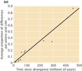 According to the molecular clock data in Figure 26.14 (below), approximately what proportion of differences (per amino acid site) has accumulated between the common ancestor of all vertebrates (including fish) and the common ancestor of humans and kangaroos?