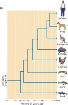 According to the molecular clock data in Figure 26.14 (below), approximately what proportion of differences (per amino acid site) has accumulated between the common ancestor of all vertebrates (including fish) and the common ancestor of humans and kangaroos?