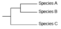 A phylogenetic tree for three species, A, B, and C, is shown below. A particular DNA region that is shared by all three species is cloned from each species and sequenced. There are about 100 nucleotide substitutions between A and C and between B and C. There are only 20 differences between A and B. The fossil record indicates that the ancestor to A and B diverged from the ancestor to C around 10 million years ago. What is the best estimate of the divergence between A and B based on this information, assuming a constant rate of mutation and the same rate of mutation on all branches?