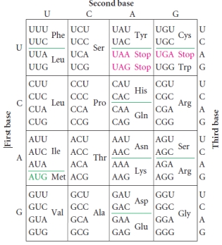 Based on careful inspection of the genetic code, why might the second position of a codon have the lowest rate of substitutions in a gene?  <div style=padding-top: 35px> 