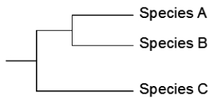 Suppose that there are three species that are closely related as indicated by the phylogenetic tree below.   Each species contains only one copy of a particular gene. The version in Species A is designated Gene<sub>A,</sub> and so on. The relationships among the three versions of the gene in the different species are shown below.   Explain in terms of duplications and/or deletions the incongruity between the phylogenetic (species) tree and the gene tree.<div style=padding-top: 35px> 