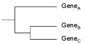 Suppose that there are three species that are closely related as indicated by the phylogenetic tree below.   Each species contains only one copy of a particular gene. The version in Species A is designated Gene<sub>A,</sub> and so on. The relationships among the three versions of the gene in the different species are shown below.   Explain in terms of duplications and/or deletions the incongruity between the phylogenetic (species) tree and the gene tree.<div style=padding-top: 35px> 