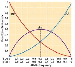 <strong>Use Figure 25.3 to determine the BEST answers for the following question.    - When a population is in Hardy-Weinberg equilibrium and p = 0.1 and q = 0.9, what are the approximate genotypic frequencies?</strong> A) AA = 0.01, Aa = 0.18, aa = 0.81 B) AA = 0.81, Aa = 0.18, aa = 0.01 C) AA = 0.25, Aa = 0.5, aa = 0.25 D) AA = 0.2, Aa = 0.6, aa = 0.2 E) AA = 0.05, Aa = 0.4, aa = 0.55 <div style=padding-top: 35px> 