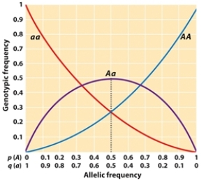 Use Figure 25.3 to determine the BEST answers for the following question. -When a population is in Hardy-Weinberg equilibrium, what is the approximate frequency of the aa homozygote and the Aa heterozygote when the frequency of AA is approximately 0.5?