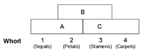 <strong>Use the following to answer questions The diagram below illustrates the normal expression of three different groups of genes (A, B, and C) within four different whorls of a developing flower. Normally, whorl 1 produces sepals, whorl 2 produces petals, whorl 3 produces stamens, and whorl 4 produces carpels. Furthermore, expression of class A genes inhibits class C genes, and expression of class C inhibits class A. What kind of mutation would produce sepals in all four whorls?</strong> A) defective in A B) defective in B C) defective in C D) defective in A and B E) defective in B and C