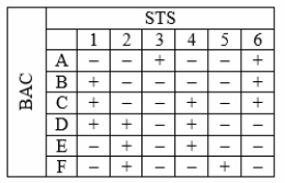 You obtain six BACs (of known order, shown below) and six sequence-tagged sites (STSs, of unknown order) derived from an unfinished portion of the genome sequence of Monodelphis domestica, the gray short-tailed opposum. Using PCR, you test each BAC for the presence (+) or absence (-) of each of the STSs. You obtain the following results: Construct a physical map that shows the order of the STSs and their approximate locations within each BAC.