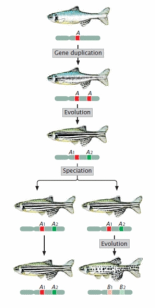 <strong>Which of the following genes are paralogs? </strong> A) A<sub>1</sub> and A<sub>2</sub> B) A<sub>1</sub> and B<sub>1</sub> C) A<sub>1</sub> and B<sub>2</sub> D) A<sub>2</sub> and B<sub>1</sub> E) B<sub>2</sub> and B<sub>2</sub>