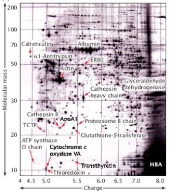 <strong>Given the 2D-PAGE gel below, which one of the following conclusions is true? [Figure after G. Gibson and S. Muse. 2004. A Primer of Genome Science, 2e. Sinauer Associates, Inc. p. 274, Fig. 5.4.]  </strong> A) Cathepsin B has a smaller molecular mass than actin and approximately the same charge as actin. B) Proteosome B chain has a higher charge and a larger molecular mass than actin. C) ER60 has a smaller molecular mass than cathepsin heavy chain and approximately the same charge as cathepsin heavy chain. D) Calreticulin has a lower charge than glutathione-S-transferase and a smaller molecular mass than glutathione-S-transferase. E) ATP synthase D chain has a higher charge than transthyretin and approximately the same molecular mass as transthyretin. <div style=padding-top: 35px> 
