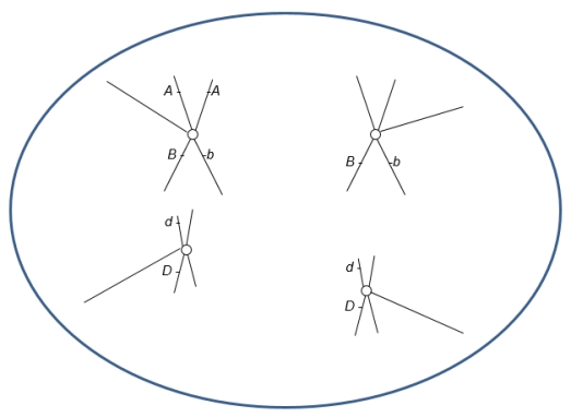 <strong>Which of the following are errors in the accompanying drawing of mitotic anaphase? (Select all that apply.) </strong> A) It appears that homologous chromosomes rather than sister chromatids are separating. B) Sister chromatids do not have identical alleles for the B gene. C) Two alleles of the same gene (D and d) are on the same chromosome. D) No alleles of the A gene are on the homologous chromosome. E) Genes A and B are on the same chromosome.