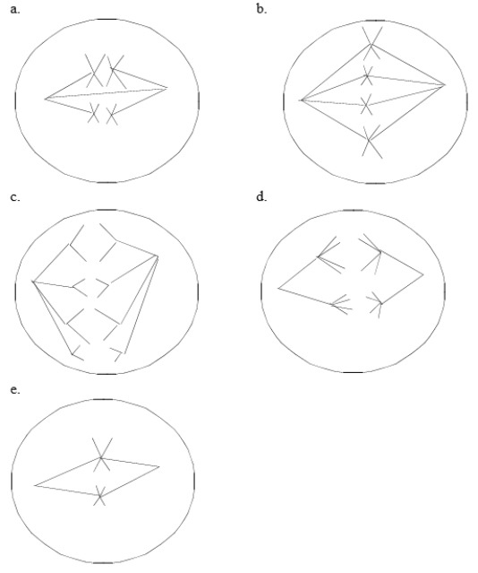 The cells illustrated here belong to a species with a diploid chromosome number of four. Each of the following cells is in which stage of mitosis or meiosis?