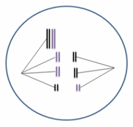 <strong>A mistake is happening during meiosis I in the following figure. Assume the second meiotic division is normal. How many chromosomes would be expected in the four cellular products of this meiotic event? </strong> A) All four cells would have four chromosomes. B) All four cells would have three chromosomes. C) Two cells would have three chromosomes and two cells would have five chromosomes. D) Two cells would have six chromosome and two cells would have 10 chromosomes. E) One cell would have three chromosomes, one cell would have five chromosomes, and two cells would have four chromosomes.
