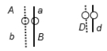 Write all possible genotypes of each of the cells resulting from mitosis and meiosis of a cell of the genotype shown below.