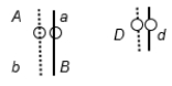 A diploid, eukaryotic cell in interphase has these two pairs of homologous chromosomes with the indicated arrangement of alleles: Draw the chromosomes at the end of (a) prophase of mitosis and (b) prophase I (of meiosis I) with the most likely crossing-over events. Indicate placement of alleles on the chromosomes.