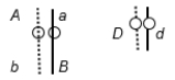 A diploid, eukaryotic cell in interphase has these two pairs of homologous chromosomes with the indicated arrangement of alleles: Draw the chromosomes at the end of telophase of (a) mitosis and (b) meiosis II. Indicate placement of alleles on the chromosomes.