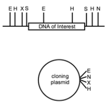 <strong>You are interested in a particular segment of rhinoceros DNA and would like to clone it into a cloning plasmid. You have the following restriction map of the region that includes the DNA of interest and the plasmid (E = EcoRI, H = HindIII, X = XbaI, S = SphI, N = NotI). Which restriction enzymes would you choose to clone the DNA of interest into the cloning vector?</strong> A) E and H B) S C) X and N D) S and N