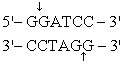 <strong>The recognition site for BamHI is<sub> </sub> <sub> </sub> <sub> </sub> ) Which of the following restriction sites when digested would create a cohesive end that could be ligated to a BamHI digested DNA fragment?</strong> A) EcoRII <sub> </sub> <sub> </sub> <sub> </sub> B) PvuII <sub> </sub> <sub> </sub> <sub> </sub> C) EcoRI <sub> </sub> <sub> </sub> <sub> </sub> D) BglII <sub> </sub> <sub> </sub> <sub> </sub> E) CofI <sub> </sub> <sub> </sub> <sub> </sub>
