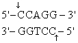 <strong>The recognition site for BamHI is<sub> </sub> <sub> </sub> <sub> </sub> ) Which of the following restriction sites when digested would create a cohesive end that could be ligated to a BamHI digested DNA fragment?</strong> A) EcoRII <sub> </sub> <sub> </sub> <sub> </sub> B) PvuII <sub> </sub> <sub> </sub> <sub> </sub> C) EcoRI <sub> </sub> <sub> </sub> <sub> </sub> D) BglII <sub> </sub> <sub> </sub> <sub> </sub> E) CofI <sub> </sub> <sub> </sub> <sub> </sub>