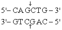 <strong>The recognition site for BamHI is<sub> </sub> <sub> </sub> <sub> </sub> ) Which of the following restriction sites when digested would create a cohesive end that could be ligated to a BamHI digested DNA fragment?</strong> A) EcoRII <sub> </sub> <sub> </sub> <sub> </sub> B) PvuII <sub> </sub> <sub> </sub> <sub> </sub> C) EcoRI <sub> </sub> <sub> </sub> <sub> </sub> D) BglII <sub> </sub> <sub> </sub> <sub> </sub> E) CofI <sub> </sub> <sub> </sub> <sub> </sub>