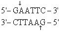 <strong>The recognition site for BamHI is<sub> </sub> <sub> </sub> <sub> </sub> ) Which of the following restriction sites when digested would create a cohesive end that could be ligated to a BamHI digested DNA fragment?</strong> A) EcoRII <sub> </sub> <sub> </sub> <sub> </sub> B) PvuII <sub> </sub> <sub> </sub> <sub> </sub> C) EcoRI <sub> </sub> <sub> </sub> <sub> </sub> D) BglII <sub> </sub> <sub> </sub> <sub> </sub> E) CofI <sub> </sub> <sub> </sub> <sub> </sub>