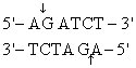 <strong>The recognition site for BamHI is<sub> </sub> <sub> </sub> <sub> </sub> ) Which of the following restriction sites when digested would create a cohesive end that could be ligated to a BamHI digested DNA fragment?</strong> A) EcoRII <sub> </sub> <sub> </sub> <sub> </sub> B) PvuII <sub> </sub> <sub> </sub> <sub> </sub> C) EcoRI <sub> </sub> <sub> </sub> <sub> </sub> D) BglII <sub> </sub> <sub> </sub> <sub> </sub> E) CofI <sub> </sub> <sub> </sub> <sub> </sub>