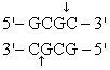 <strong>The recognition site for BamHI is<sub> </sub> <sub> </sub> <sub> </sub> ) Which of the following restriction sites when digested would create a cohesive end that could be ligated to a BamHI digested DNA fragment?</strong> A) EcoRII <sub> </sub> <sub> </sub> <sub> </sub> B) PvuII <sub> </sub> <sub> </sub> <sub> </sub> C) EcoRI <sub> </sub> <sub> </sub> <sub> </sub> D) BglII <sub> </sub> <sub> </sub> <sub> </sub> E) CofI <sub> </sub> <sub> </sub> <sub> </sub>