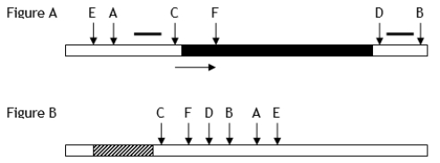 <strong>Use the following to answer questions Figure A below shows a restriction map of a rare prokaryotic gene with its direction of transcription indicated by the arrow. Figure B shows the unique restriction sites contained within a plasmid-cloning vector. The blackened region in Figure A represents the amino acid coding sequence of a protein that can be used in humans as a vaccine. The striped region in Figure B is a highly active, constitutive (unregulated) prokaryotic promoter region. Letters indicate the cleavage sites for different restriction enzymes. Known DNA sequences are indicated by short thick lines. After trying to isolate and then insert the coding region (Figure</strong> A) under the control of the indicated promoter in the cloning vector (Figure B), you found that all the transformed bacterial cells contained either one of two smaller portions of the coding region for the gene, and some of the fragments were inserted backward (with regard to reading frame) into the cloning vector. How would you explain these observations?