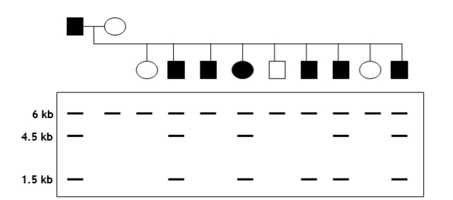 You are trying to determine whether a certain RFLP marker is linked to a specific disease gene in dogs. A cross between a diseased male and a healthy female produces nine offspring. You isolate genomic DNA from parents and offspring, digest with EcoRI, radiolabel a portion of RFLP marker to use as a probe, and perform a Southern analysis. The pedigree and autoradiogram results are shown in the following figure. Assume that the disease is autosomal dominant. (a) Explain the relationship between the crossing results (i.e., diseased versus healthy) and the RFLP patterns.