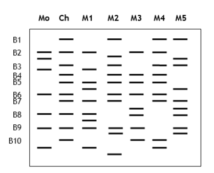 You are handling a paternity lawsuit brought against five potential fathers by a woman. You isolated DNA from the mother, the child, and all the potential fathers. After using PCR to amplify specific polymorphic loci from each individual, you run a gel of the amplified products and stain with ethidium bromide to visualize the DNA fingerprints (shown below). Mo = mother; Ch = child; M1-M5 = potential fathers. B1-B10 indicate marker bands present in the child. Do these results suggest that any of the men could be the child's biological father? Explain your answer.