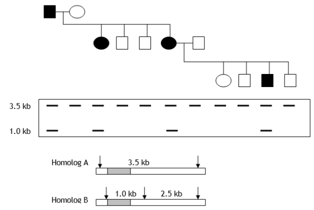 A pedigree and Southern blot results in humans are shown in the following figure. Filled-in figures represent individuals expressing a dominant trait (hypothetical) for blue tongue. What can you say about the potential linkage relationship between the allele responsible for the trait? Shaded regions within the homologs represent sequences that hybridize to the probe used for the Southern analysis. Arrows indicate cleavage sites used for the Southern analysis.