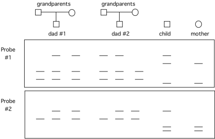 You have two probes that detect RFLPs that are closely linked. You have been asked to help settle a paternity case. The two possible fathers have the following RFLP pedigree. The child and mother are also probed with these two RFLP probes. (The data below the pedigree are two Southern blots.) Which male is more likely to be the father? Explain your reasoning.