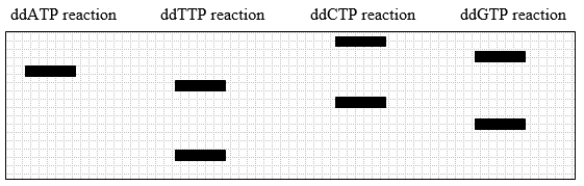 <strong>Use the following to answer questions A fragment of DNA is cloned into a plasmid with a sequencing primer-binding site. After dideoxy sequencing, the gel pattern shown in this diagram is obtained. What was the sequence of the DNA strand that acted as the template in the sequencing reaction?</strong> A) 5' GCTAGCA 3' B) 5' ACGATCG 3' C) 5' TGCTAGC 3' D) 5' CGATCGT 3'