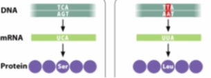 <strong>The mutation shown in the diagram below can BEST be described as a _____ mutation. </strong> A) missense B) nonsense C) silent D) neutral E) reverse