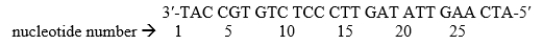 The following sequence represents the DNA template strand of a gene: