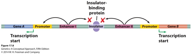 <strong>Given the following figure, what would be the effect of a mutation that occurred in the insulator that prevented the binding of the insulator-binding protein? </strong> A) Both Enhancer 1 and Enhancer II would be able to stimulate the transcription of Genes A and B. B) Enhancer I would no longer be able to stimulate the transcription of Gene B. C) Enhancer I will be able to hypermethylate Gene B. D) As long as the insulator sequence is not deleted, there will be no change in the transcription regulation of Gene A or B. E) Enhancer II will no longer be able to stimulate the transcription of Gene A.