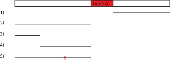DNA sequences that might act as enhancers (regulatory elements) can be attached to the gene for green fluorescent protein (GFP) and the combined DNA sequence can be reintroduced into an organism. If the DNA sequence attached to GFP actually can act as an enhancer, glowing green pigment will be observed in particular regions of the organism. Gene A is expressed in developing nerve cells, muscle cells, and intestinal cells in the fruit fly embryo. The region of DNA around gene A is depicted below. The pieces of DNA indicated with lines 1-5 were attached to GFP and tested for the ability to activate gene expression in the fly embryo. In piece 5, the X indicates a deletion of a single base pair. a. Based on the pattern of GFP expression when attached to either piece 1 or piece 2, propose a model for how gene A is activated in the different cells of the embryo. b. Propose an explanation for the difference in GFP expression caused by piece 3 and piece 4. c. What has the deletion X in piece 5 likely affected to cause the change of GFP expression compared to piece 2? How does this result refine the model proposed in (a)?