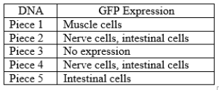 DNA sequences that might act as enhancers (regulatory elements) can be attached to the gene for green fluorescent protein (GFP) and the combined DNA sequence can be reintroduced into an organism. If the DNA sequence attached to GFP actually can act as an enhancer, glowing green pigment will be observed in particular regions of the organism. Gene A is expressed in developing nerve cells, muscle cells, and intestinal cells in the fruit fly embryo. The region of DNA around gene A is depicted below. The pieces of DNA indicated with lines 1-5 were attached to GFP and tested for the ability to activate gene expression in the fly embryo. In piece 5, the X indicates a deletion of a single base pair. a. Based on the pattern of GFP expression when attached to either piece 1 or piece 2, propose a model for how gene A is activated in the different cells of the embryo. b. Propose an explanation for the difference in GFP expression caused by piece 3 and piece 4. c. What has the deletion X in piece 5 likely affected to cause the change of GFP expression compared to piece 2? How does this result refine the model proposed in (a)?