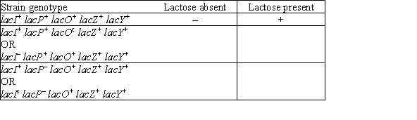 Fill in the blanks in the following table for the transcription status of the lac operon ((+) for transcription and (-) for no transcription) in the absence or presence of lactose. The first line is filled in for reference.  <div style=padding-top: 35px> 