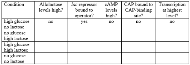 Fill in the blanks in this table with yes or no for each condition of lac operon regulation. The strain is wild type with no partial diploidy. The first line is filled in for reference.  <div style=padding-top: 35px> 