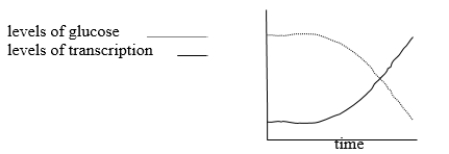 The dotted line in the following graph shows levels of glucose in a culture of wild-type E. coli grown in Moderate that initially contains both glucose and lactose. The solid line shows levels of transcription of the lac operon. Describe what is happening to the culture and the lac operon, referring to the lac repressor, allolactose, cAMP, and CAP (catabolite activator protein).  <div style=padding-top: 35px> 